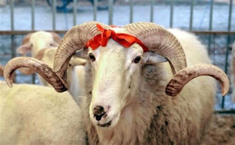 KURBAN KESİM FİYATLARI BELLİ OLDU